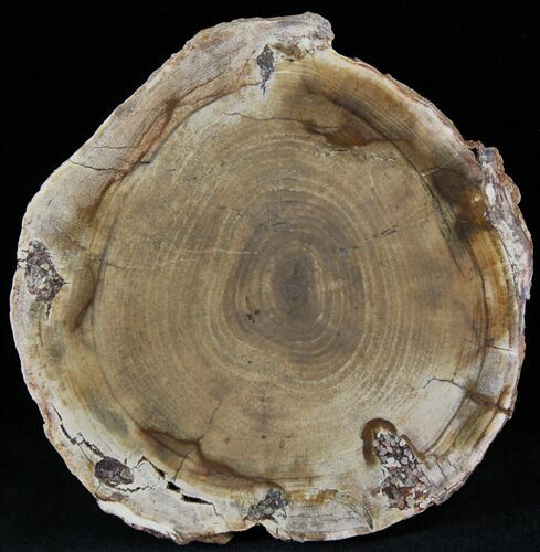 Petrified Wood Slab - Sweethome, Oregon #25892
